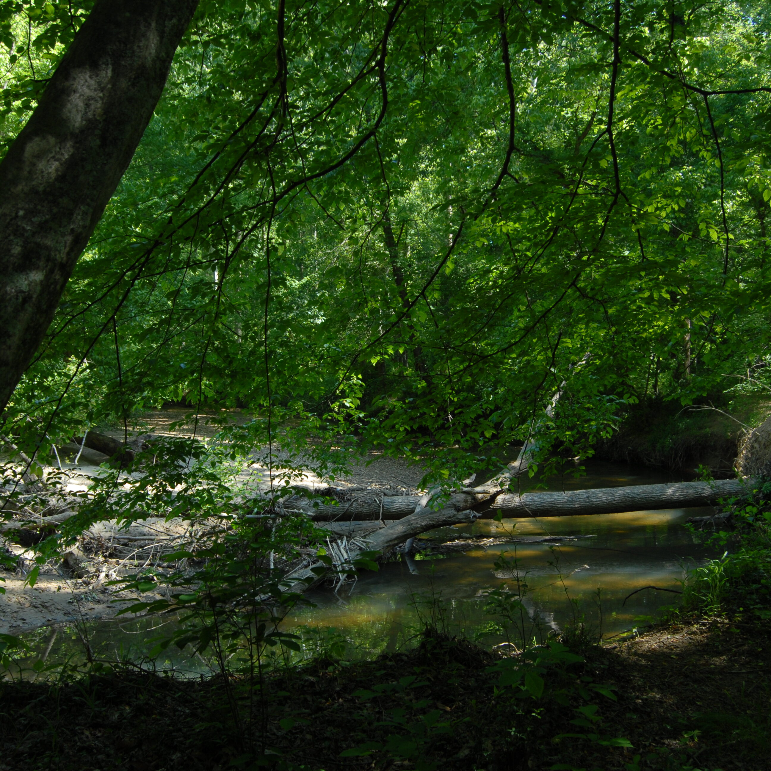 Creekside in Spring